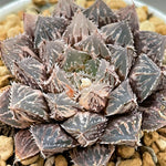 Haworthia Large Leaf Mirrorball Variegated