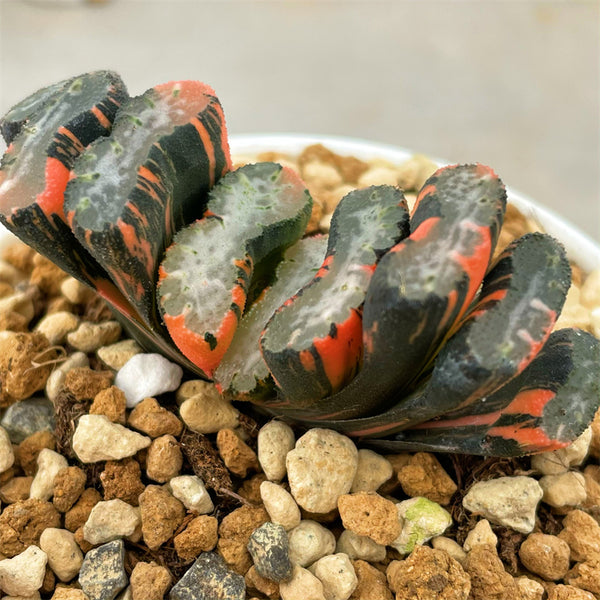 Haworthia Truncata Water Cube Variegated – ChinaHaworthia