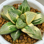 Haworthia Hybrid Variegated Plant from seeds Big Size