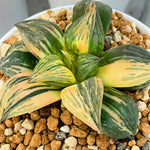 Haworthia Thunder Shadow Variegated Big Size Mother Plant