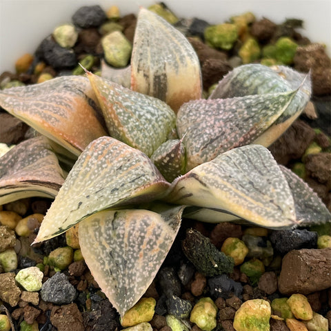 Haworthia Picta Shark Variegated