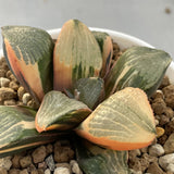 Haworthia Variegated 'Spring'