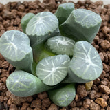 Haworthia Maughanii 'Shirokujaku'