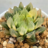 Haworthia Venusta Matcha Variegated