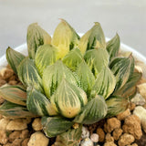 Haworthia Venusta Matcha Variegated