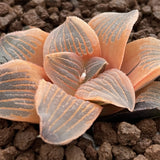 Haworthia Yaso-no-mori Reversed Variegated