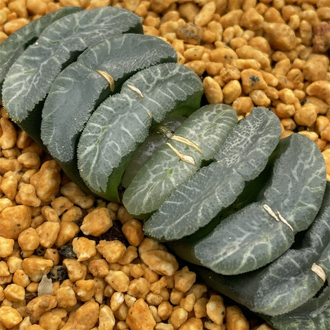 Haworthia Truncata