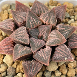 Haworthia Hybrid 'Sunset Glow' Plant from seeds