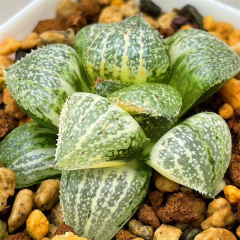 Haworthia Jade Picta Variegated S