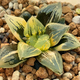 Haworthia Ice Angel variegated