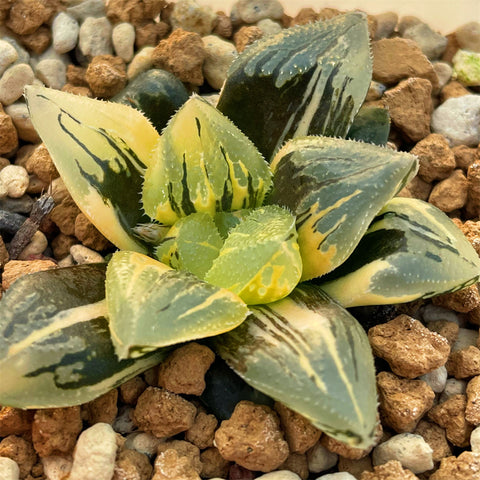 Haworthia Ice Angel variegated