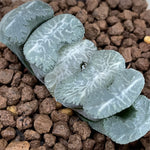 Haworthia Truncata 'Kazan‘ ‘Volcano'