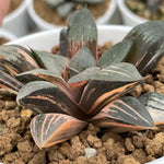 Haworthia Hybrid Coral Variegated Plant from offsets