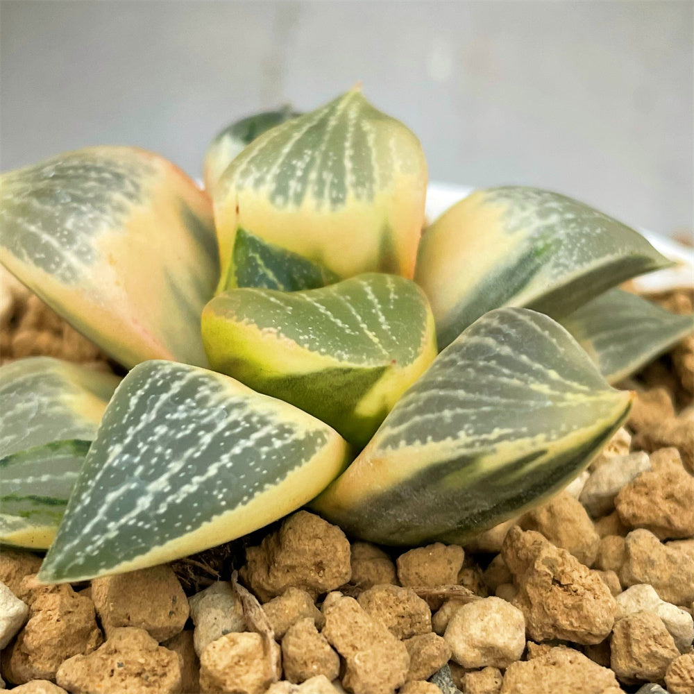 Haworthia Comptoniana Reverse Variegated – ChinaHaworthia