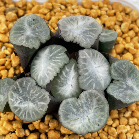 Haworthia Maughanii 'Zuiun'