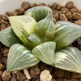 Haworthia Hybrid Variegated Green Light