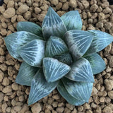 Haworthia 'White Peach' Other