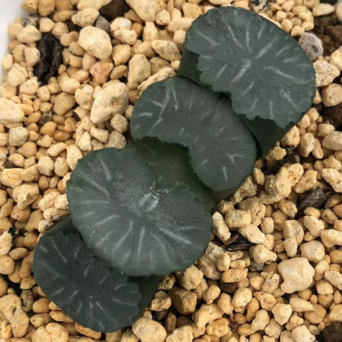 Haworthia Truncata 'Hukua'