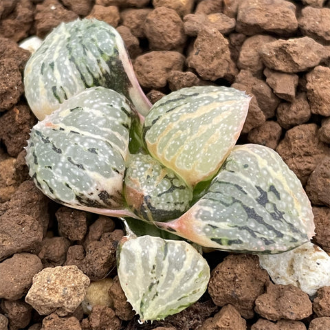 Haworthia Picta Cruiser variegated