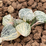 Haworthia Picta Cruiser variegated