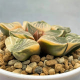 Haworthia Picta Red Sun Reverse Variegated