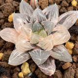 Haworthia Akasen Lens variegated