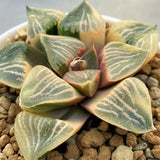 Haworthia Picta Red Sun Reverse Variegated