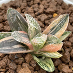 Haworthia Rainbow Variegated Popular