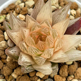 Haworthia Cooperi var. Leightonii Reversed variegated