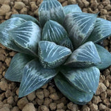 Haworthia 'White Peach' Other