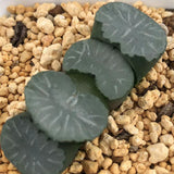 Haworthia Truncata 'Hukua'