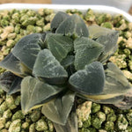 Haworthia Variegated  Pygmaea 'Crystallina' 實生