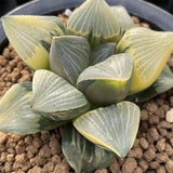 Haworthia Ogonnishiki variegated