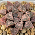 Haworthia Hybrid 'Sunset Glow' Plant from seeds