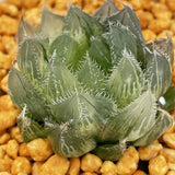 Haworthia Akasen Crystal Variegated