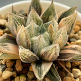 Haworthia Murasaki Emak Variegated