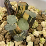 Haworthia Maughanii Z1 variegated