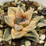 Haworthia Tyger Reversed variegated