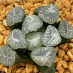 Haworthia Maughanii 'Taiko'