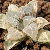 Haworthia Correcta White Monster Ghost variegated