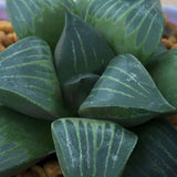 Haworthia Mutica var. nigra Other