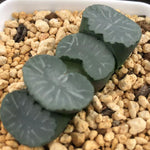 Haworthia Truncata 'Hukua'