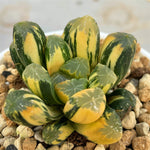 Haworthia Maughanii Variegated Big Size