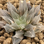 Haworthia Davidii variegated