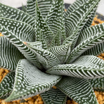 Haworthia Hard Leaf Limifolia 'Striata' Big Size