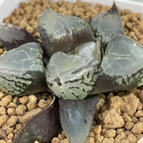 Haworthia Ice Kirin Mutant Type