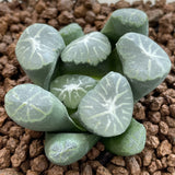 Haworthia Maughanii 'Shirokujaku'