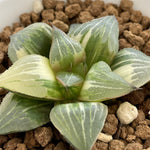 Haworthia Hybrid Variegated Green Light