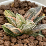 Haworthia Rainbow Variegated Popular