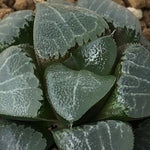 Haworthia Correcta 'Borax'